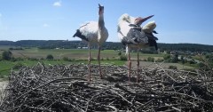 IMG_0489.jpeg