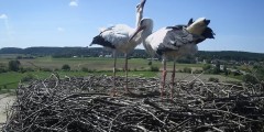 IMG_0493.jpeg