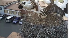 IMG_0743.jpeg