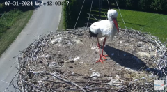 2024-07-31 21_21_18-Gniazdo bocianie na żywo. Posada Zarszyńska, Kamery.LIVE - YouTube – Maxthon.png