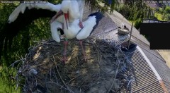 IMG_0594.jpeg