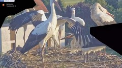 IMG_1101.jpeg