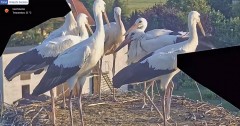 IMG_1118.jpeg