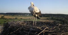 IMG_1087.jpeg