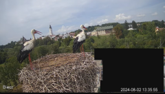 2024-08-02 14_55_10-Biecz gniazdo bocianów - YouTube – Maxthon.png