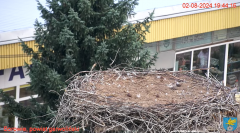 2024-08-02 19_44_37-Transmisja na żywo z gniazda rodziny bocianów w Borowiu, powiat garwoliński - Yo.png