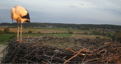 2024-08-02 20_21_53-Gniew BOCIAN BIAŁY - kamera na żywo WebCamera.pl – Maxthon.png