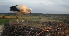 2024-08-02 20_22_05-Gniew BOCIAN BIAŁY - kamera na żywo WebCamera.pl – Maxthon.png