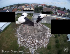 2024-08-02 15_20_17-Bocian Wojtek i jego rodzinka z Orzechowa - Żerkowsko-Czeszewski Park Krajobrazo.png