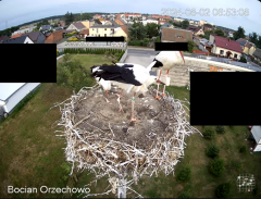 2024-08-02 15_20_38-Bocian Wojtek i jego rodzinka z Orzechowa - Żerkowsko-Czeszewski Park Krajobrazo.png