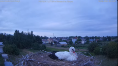 2024-08-02 23_02_57-Gniazdo – transmisja na żywo - YouTube – Maxthon.png