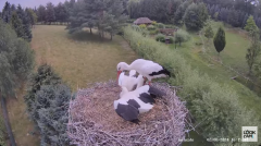2024-08-02 23_07_59-Strzelce - bocianie gniazdo - YouTube – Maxthon.png