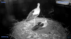 2024-08-03 23_25_34-#Gniazdo #Bocian #nażywo #nature #kamera #Zambrow #WhiteStork #nest #ptaki #pola.png