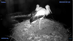 2024-08-03 23_27_16-#Gniazdo #Bocian #nażywo #nature #kamera #Zambrow #WhiteStork #nest #ptaki #pola.png