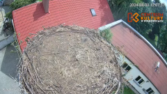 2024-08-03 23_48_45-Pola i Wicek - Bociany z Polkowic Live Stream - YouTube – Maxthon.png