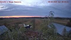 03 sierpień'24 Powrót Kamilki do gniazda na noc 20:43