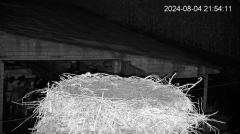 2024-08-04 22_01_52-Bociany - Lewków - YouTube – Slimjet.png