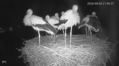 2024-08-04 22_52_44-Bociany - Raszków - YouTube – Slimjet.png