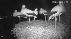 2024-08-04 22_53_10-Bociany - Raszków - YouTube – Slimjet.png