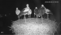 2024-08-04 22_55_09-Bociany - Raszków - YouTube – Slimjet.png
