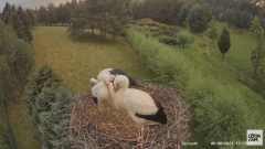 2024-08-05 23_33_16-Strzelce - bocianie gniazdo - YouTube – Maxthon.png