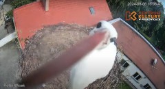 IMG_2241.jpeg