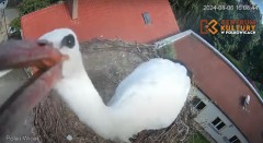 IMG_2267.jpeg