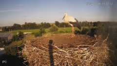 2024-08-06 23_09_47-Bociany - Raszków - YouTube – Maxthon.png