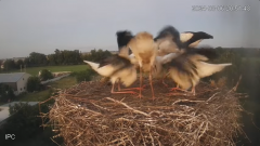 2024-08-06 23_10_58-Bociany - Raszków - YouTube – Maxthon.png