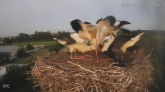 2024-08-06 23_11_01-Bociany - Raszków - YouTube – Maxthon.png