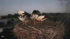 2024-08-06 23_11_07-Bociany - Raszków - YouTube – Maxthon.png