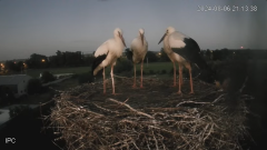 2024-08-06 23_11_17-Bociany - Raszków - YouTube – Maxthon.png