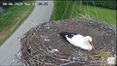 2024-08-06 23_18_17-Gniazdo bocianie na żywo. Posada Zarszyńska, Kamery.LIVE - YouTube – Maxthon.png