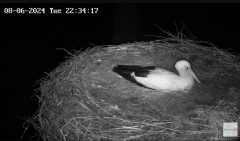 2024-08-06 23_20_39-Gniazdo bocianie na żywo. Posada Zarszyńska, Kamery.LIVE - YouTube – Maxthon.png
