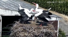 IMG_2725.jpeg