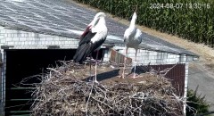 IMG_2728.jpeg