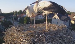 IMG_2846.jpeg