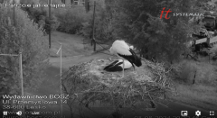 2024-08-08 20_21_24-Nasze bociany gniazdo Lesko - Wydawnictwo BoSz – Maxthon.png