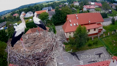 2024-08-08 21_40_33-Gniazdo bocianie _Kostek i Rika_ - Podkarpacie Kostarowce - YouTube – Maxthon.png