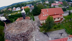 2024-08-08 21_40_49-Gniazdo bocianie _Kostek i Rika_ - Podkarpacie Kostarowce - YouTube – Maxthon.png