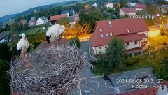 2024-08-08 21_41_48-Gniazdo bocianie _Kostek i Rika_ - Podkarpacie Kostarowce - YouTube – Maxthon.png