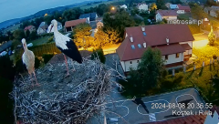 2024-08-08 21_42_31-Gniazdo bocianie _Kostek i Rika_ - Podkarpacie Kostarowce - YouTube – Maxthon.png