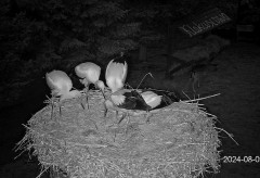 IMG_3809.jpeg