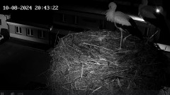 IMG_4201.jpeg