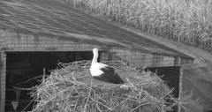 IMG_4524.jpeg