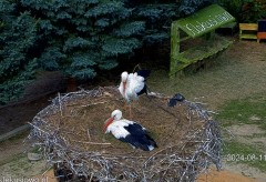 IMG_4335.jpeg