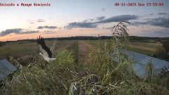 Ostatnia chwila Kamisi w gnieździe do 12 sierpień 11:35