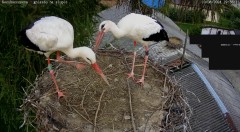 IMG_4278.jpeg