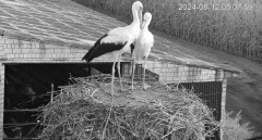 IMG_4616.jpeg