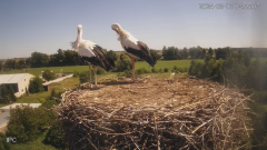 2024-08-13 21_55_41-Bociany - Raszków - YouTube – Maxthon.png